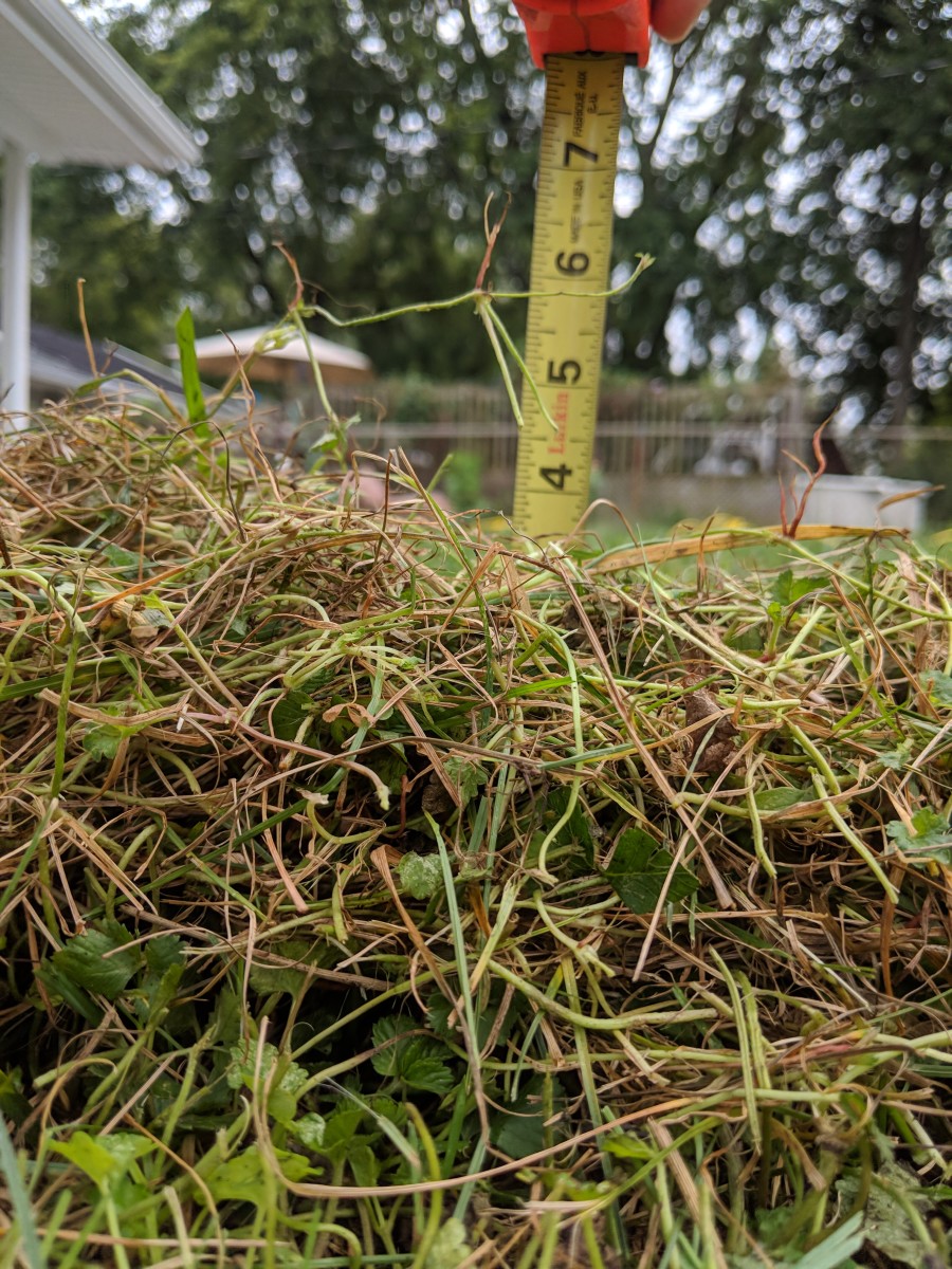 Measuring the tangle of lawn to figure out the depth of thatch.