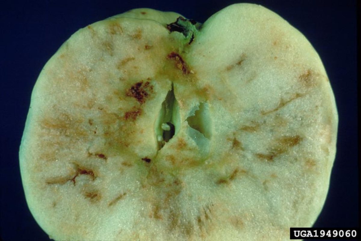 An apple, damaged by apple maggots, will look something like this on the inside.