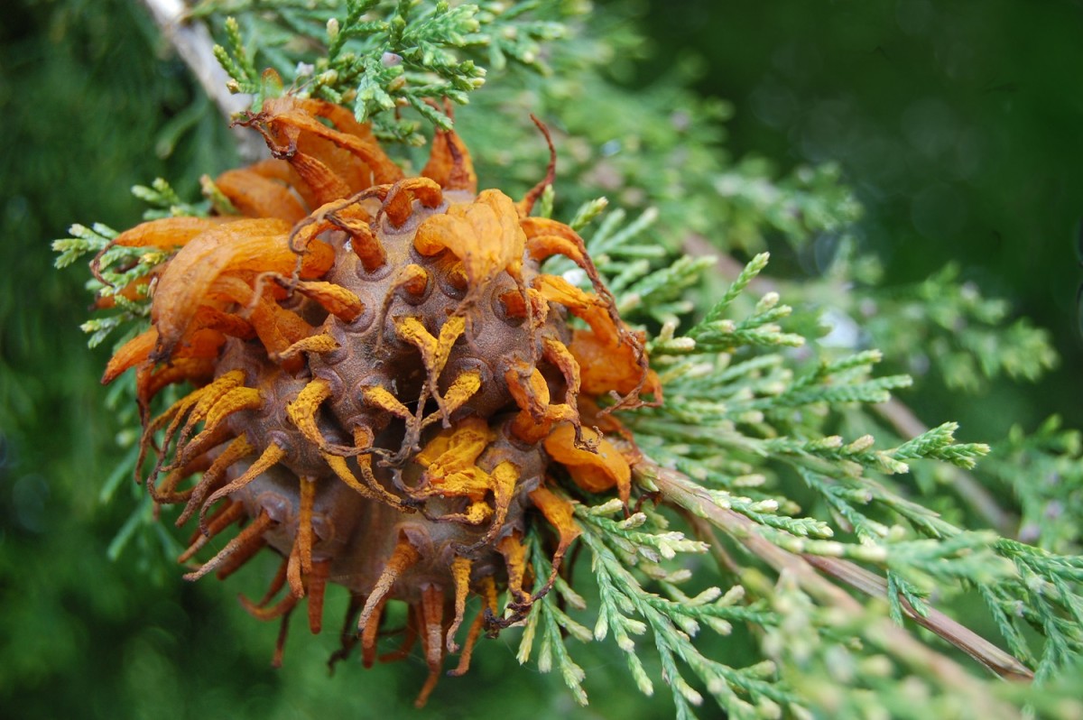 Cedar-apple rust requires both an apple and cedar or juniper to complete its life cycle. On the cedar, the fungus produces reddish-brown galls that are up to golf-ball size on young twigs, such as in this photograph.