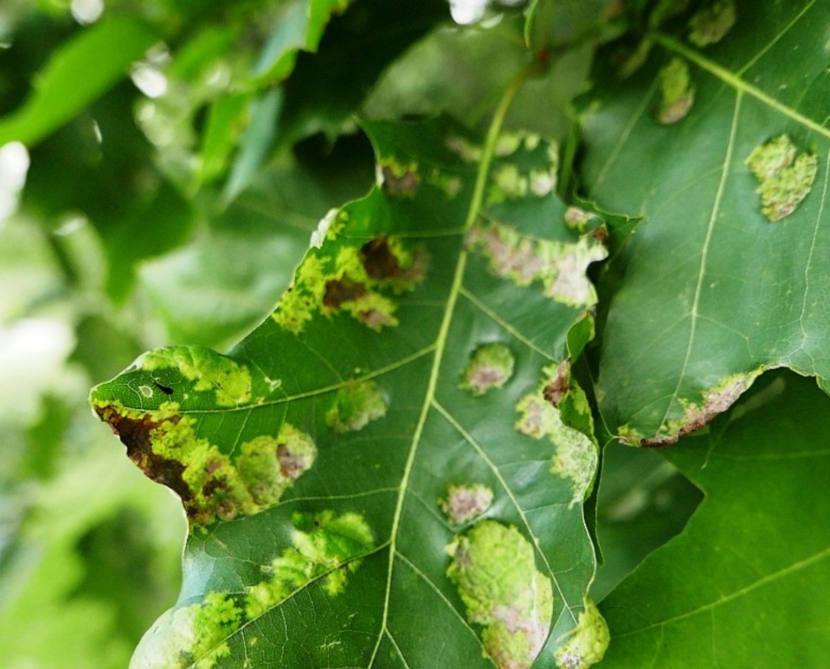 Oak leaf blister
