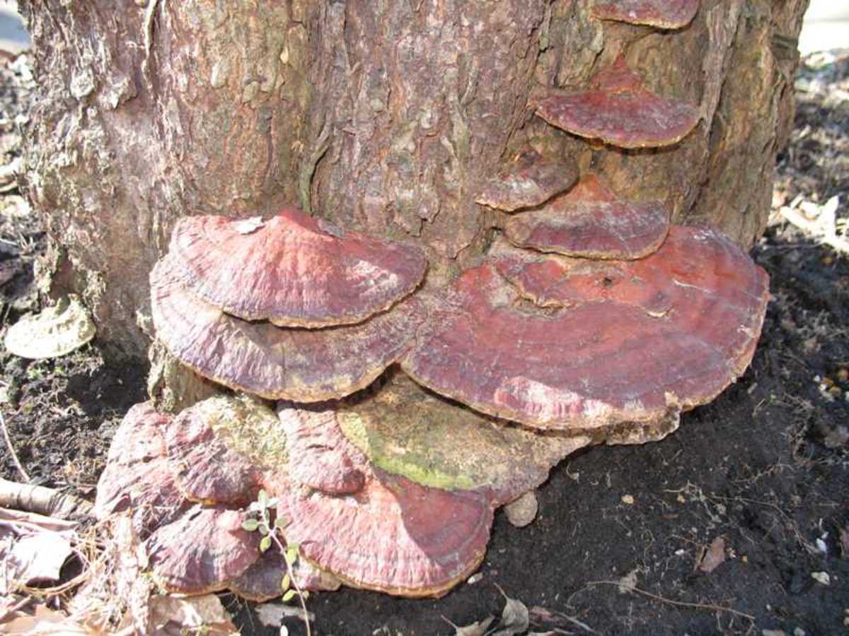 Ganoderma root rot 
