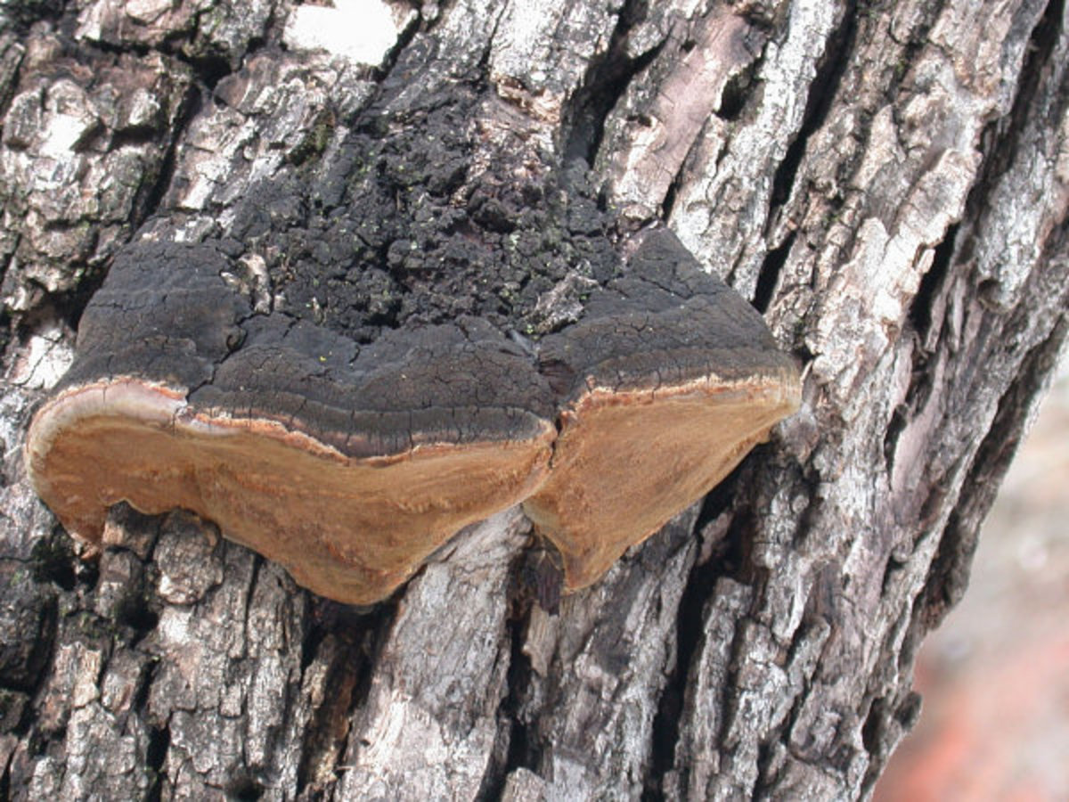Heart rot example