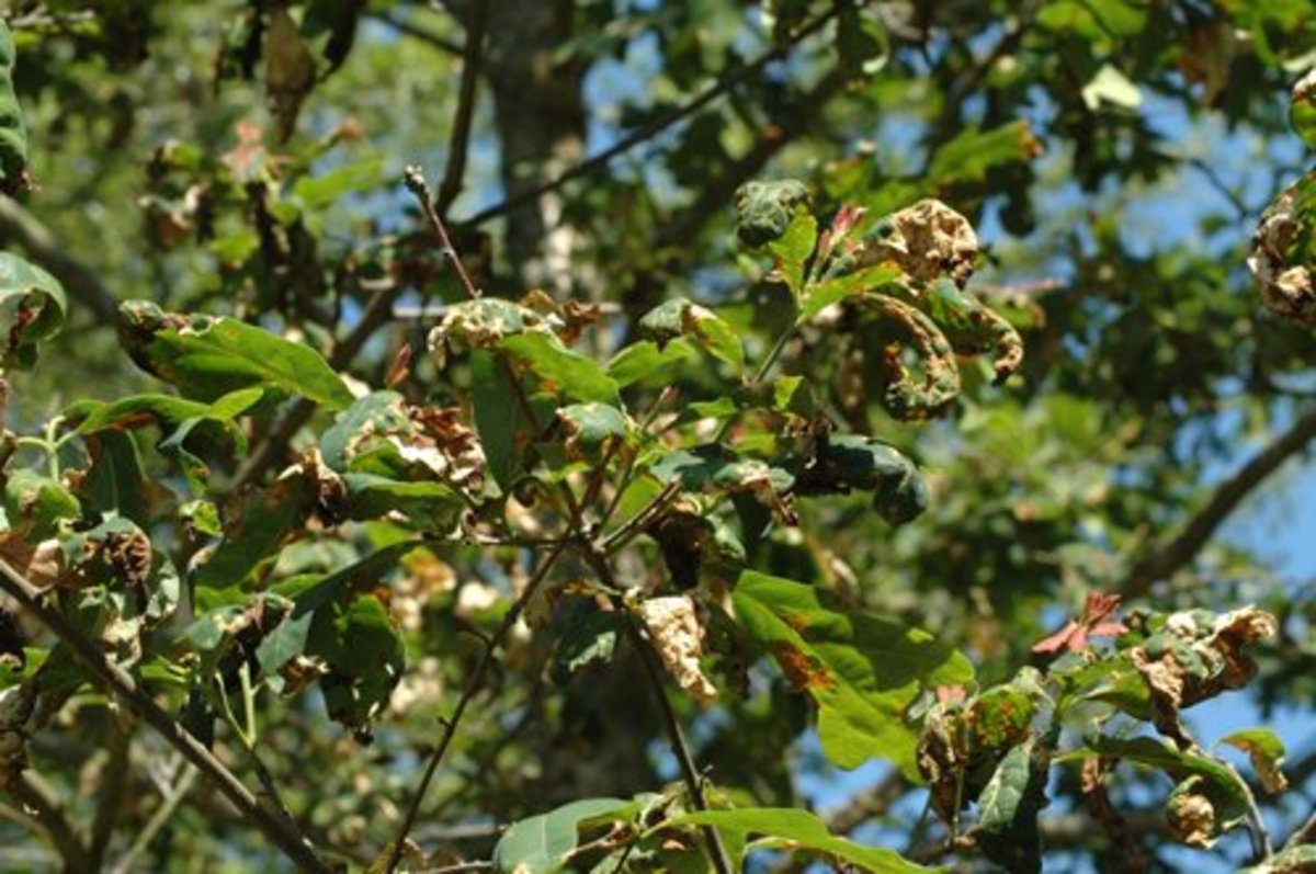 identifying tree leaves in ohio