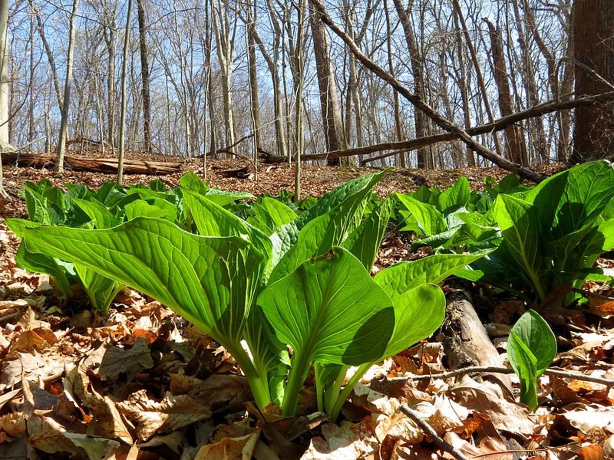 what-is-skunk-cabbage