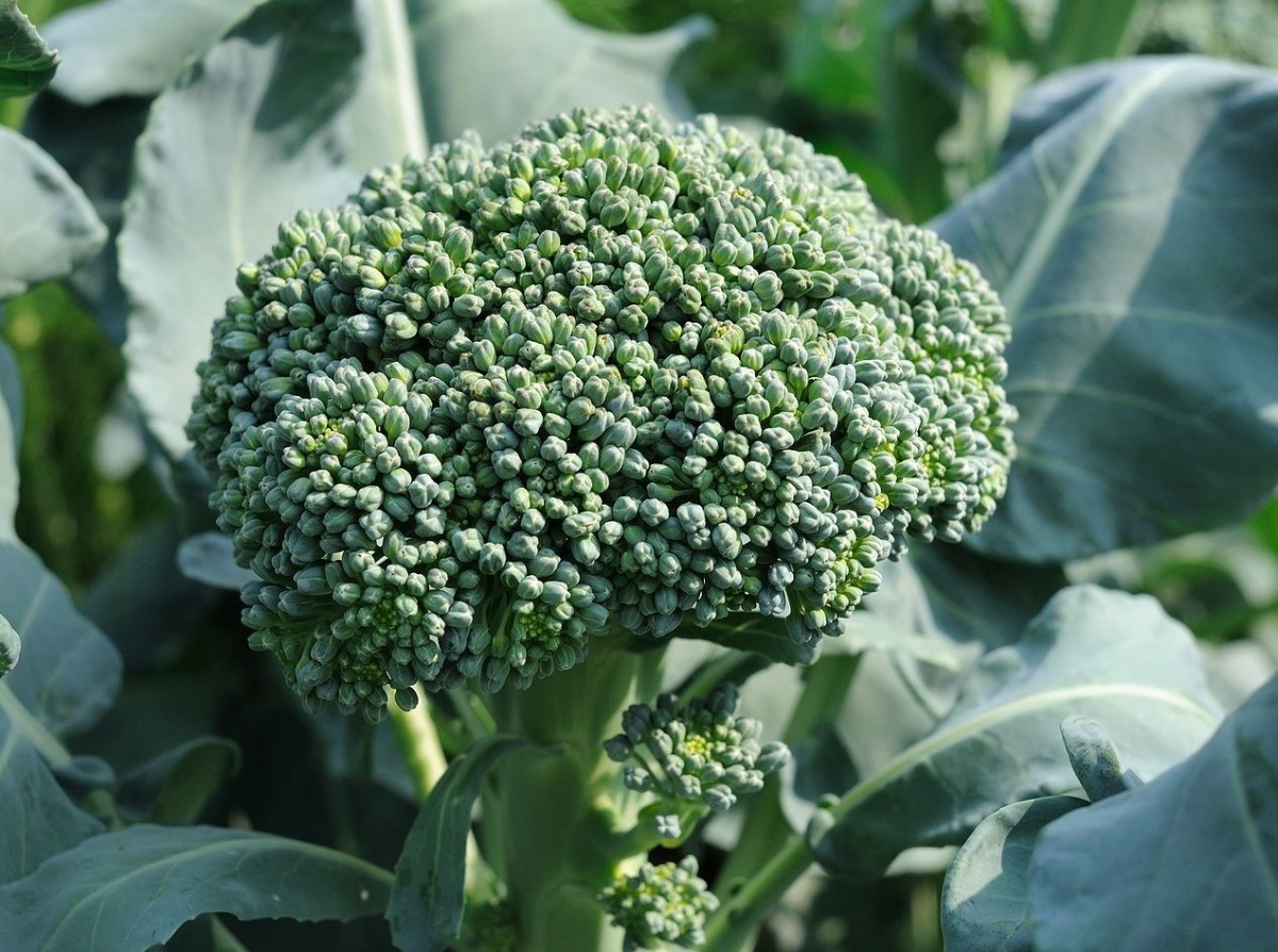 Growing Broccoli in Ohio Dengarden Home and Garden