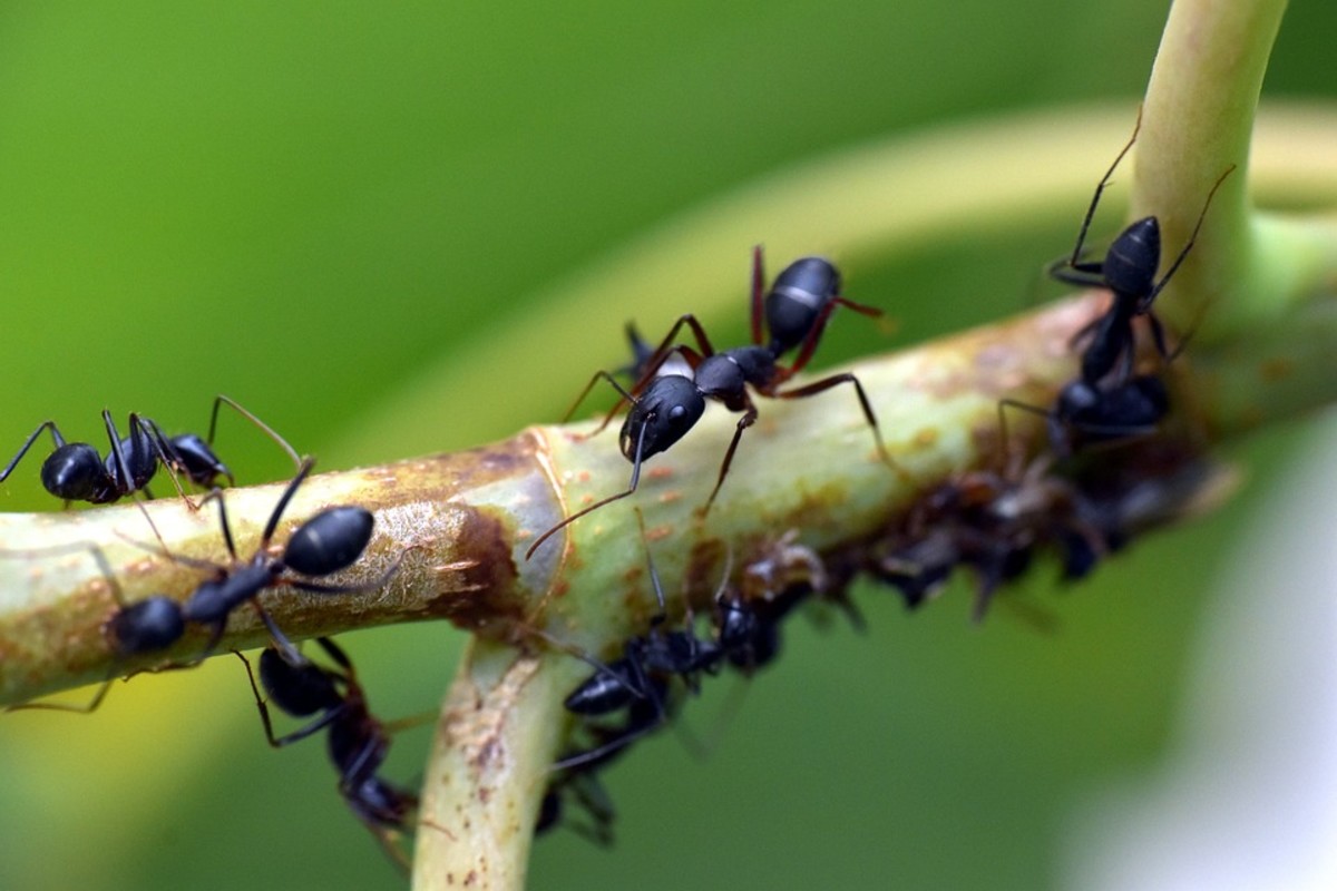 Ant Traps 