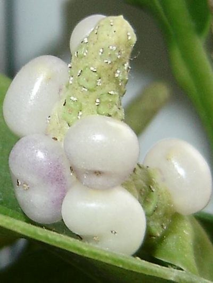 Anthurium Berries
