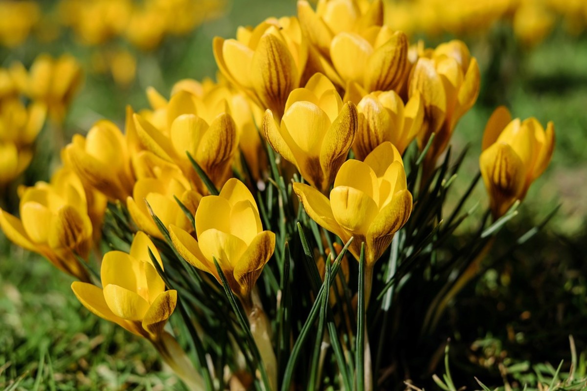 How to Grow Crocus for Spring Color - HubPages