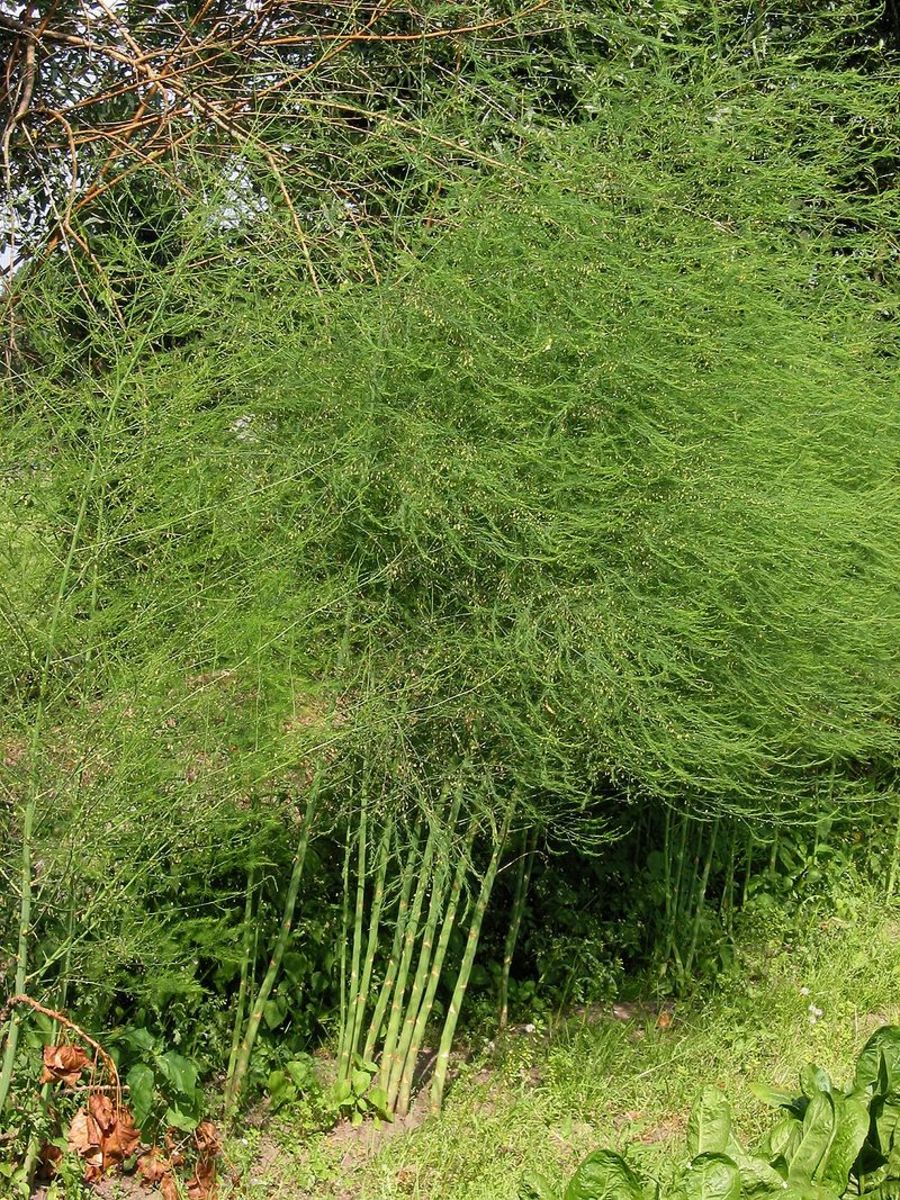 Mature asparagus plants are 5 feet tall and 3 feet wide