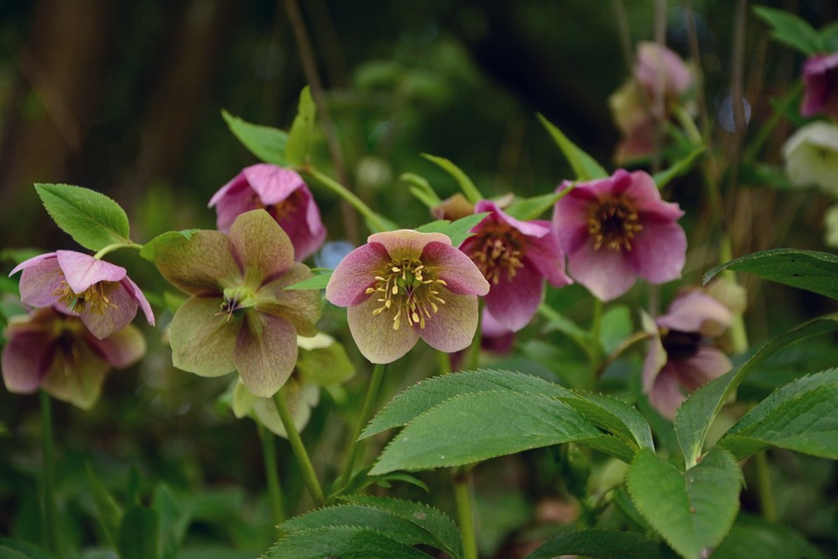 How to Grow Hellebores (Lenten Rose), a Cottage Garden Favorite