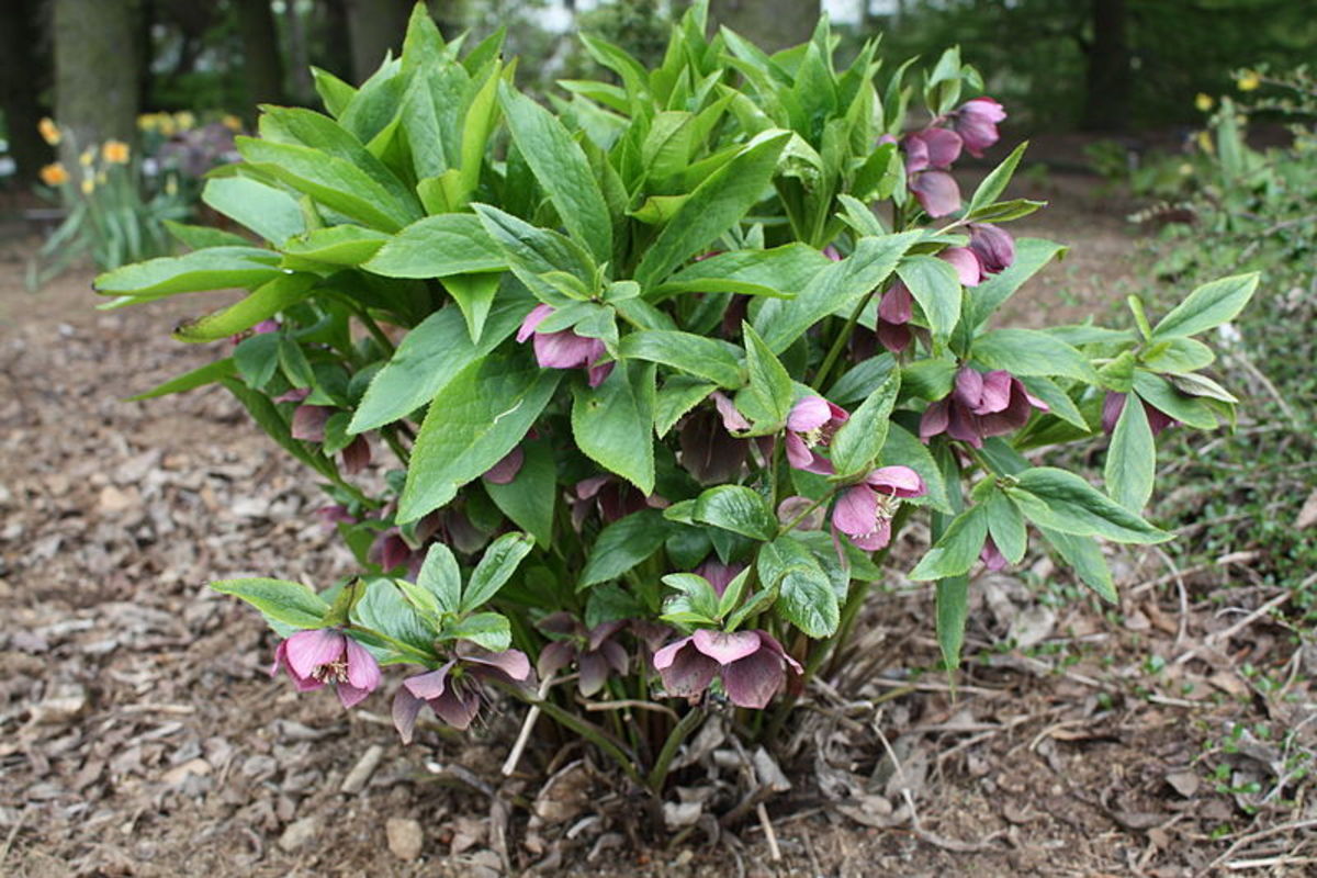 Hellebore clumps can be as tall as 24 inches and can live without being divided for up to 20 years.