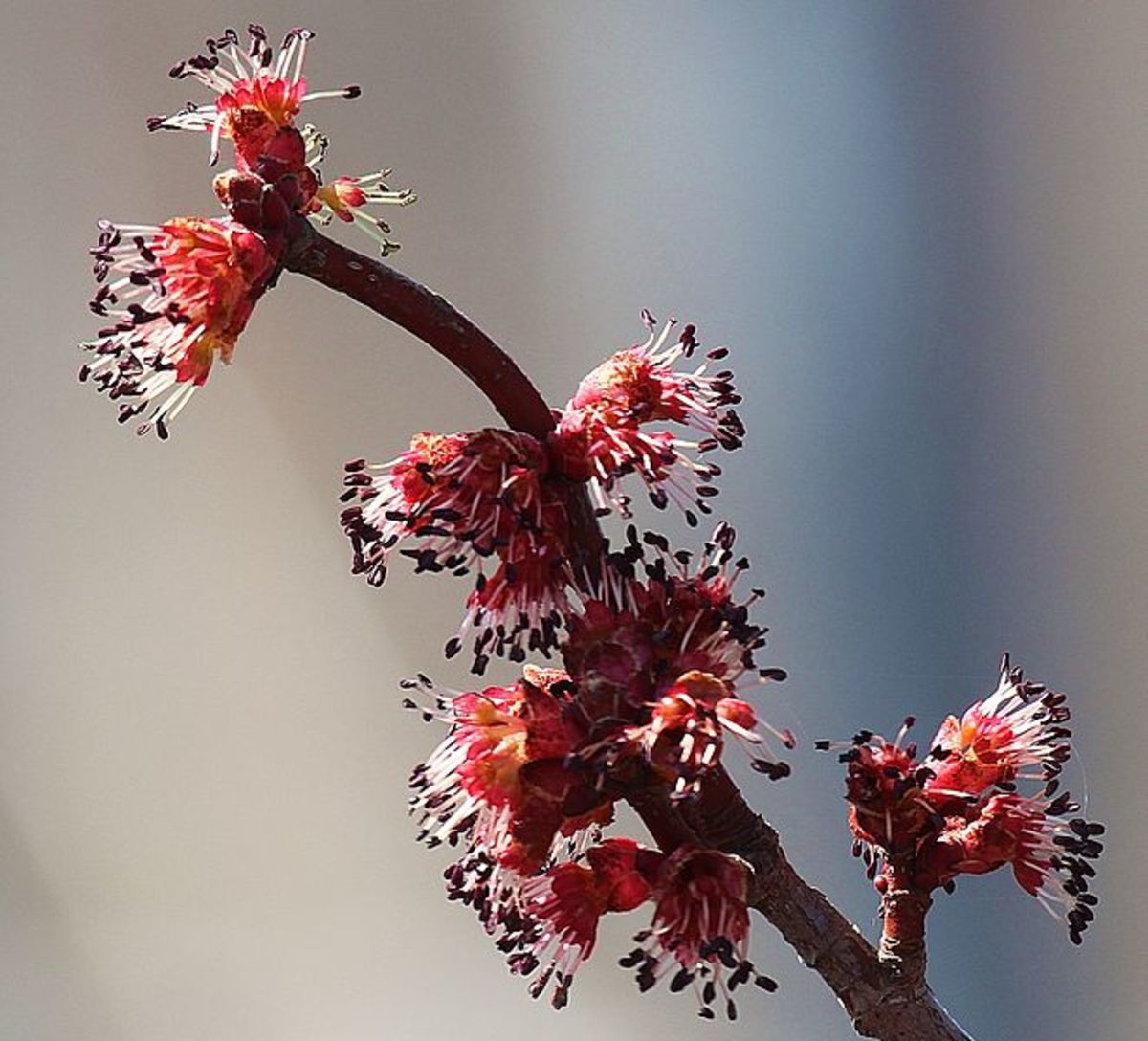 Red Maple Tree Flower