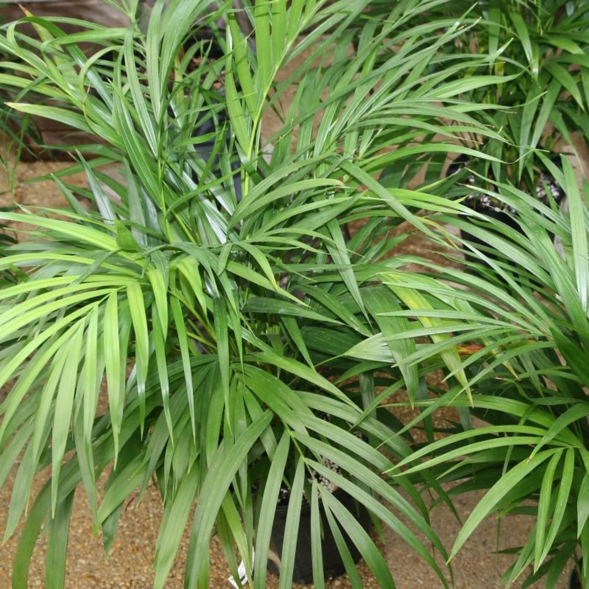 When it comes to areca palms, always look under the fronds to check for spider mites.