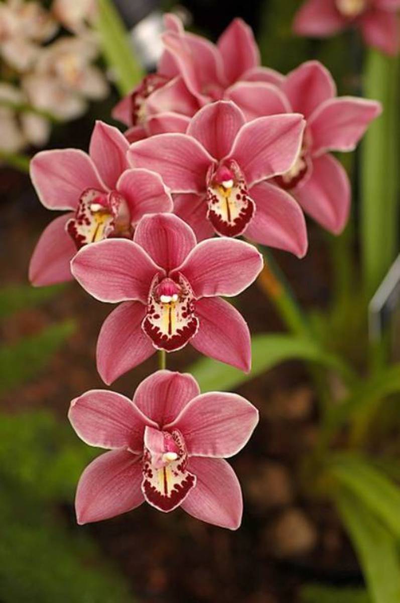 Boat orchids have delicate-looking spike blooms that will last at least 10 weeks.