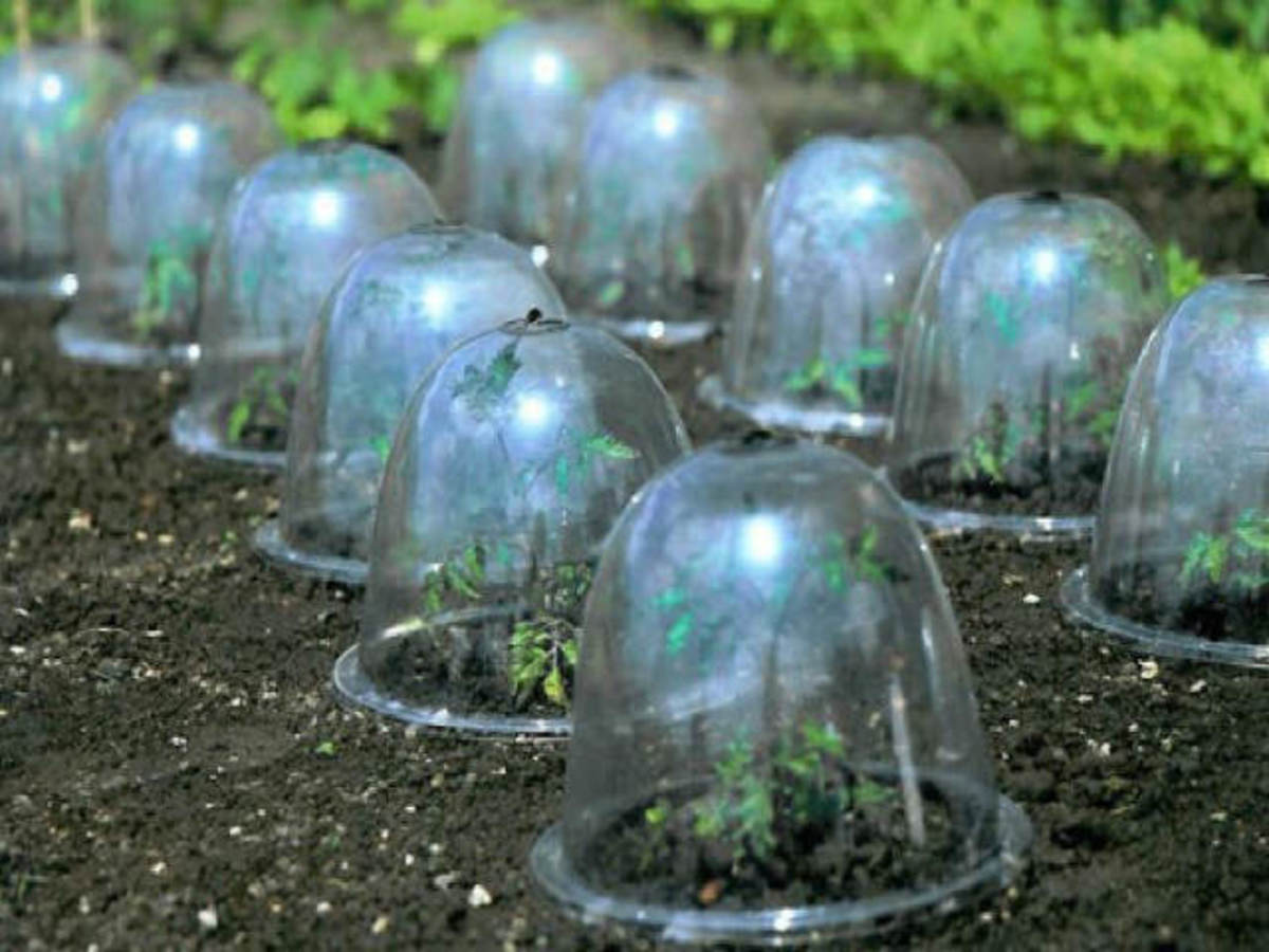 Plastic bell-shaped garden cloches are great for protecting tender, young plants from the cold.