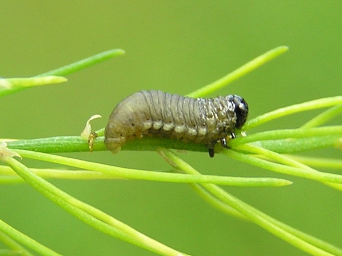 Larvae of the Common Asparagus Beetle is considered a delicacy by predators