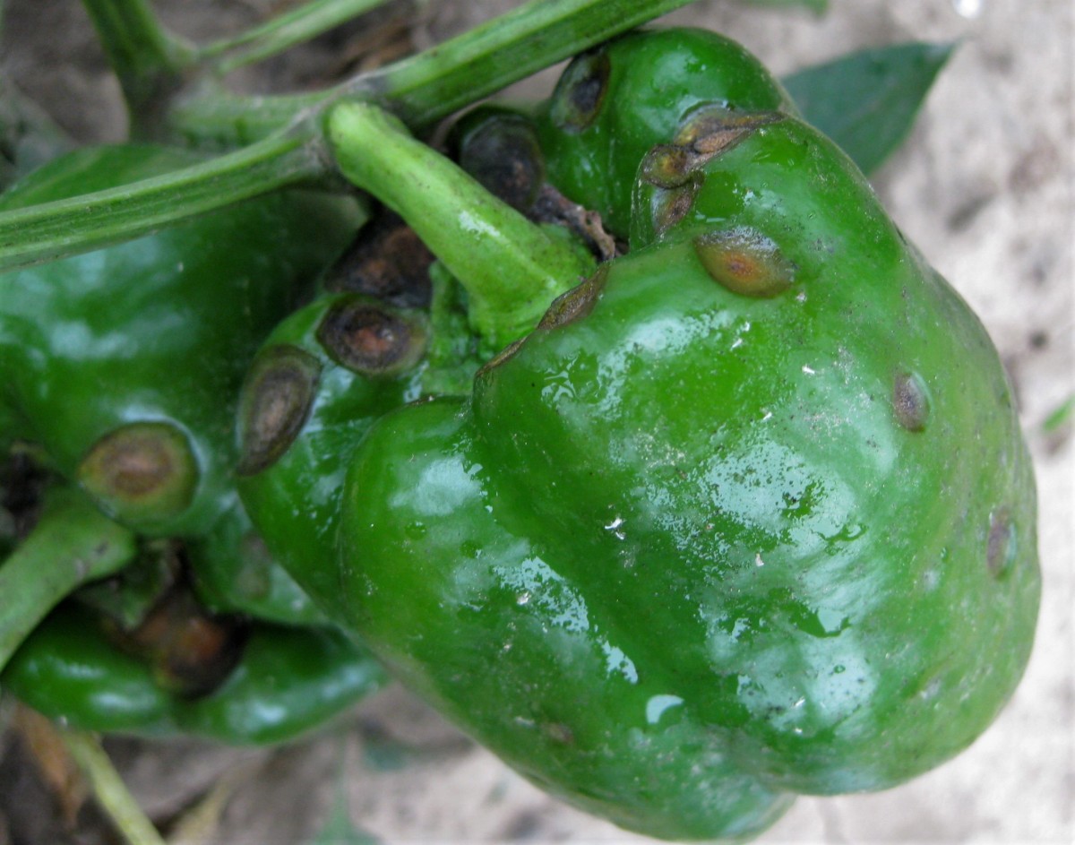 Green pepper affected with anthracnose.