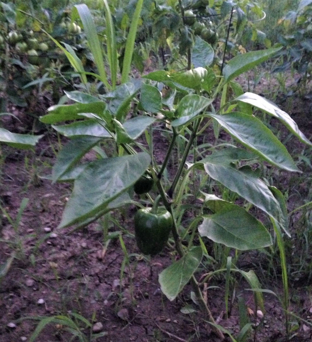 Planting Peppers in Your Ohio Garden Dengarden Home