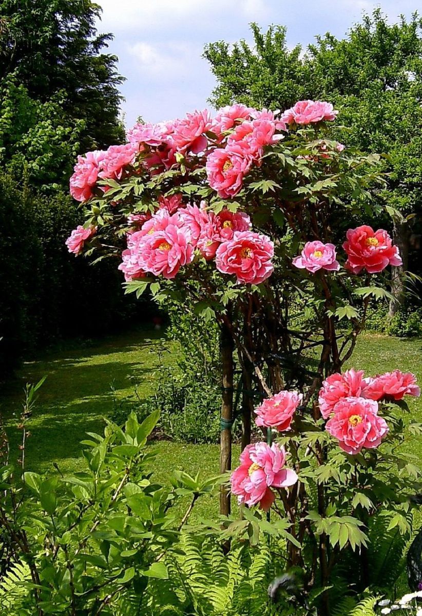 How to Grow Peonies, a Cottage Garden Favorite HubPages