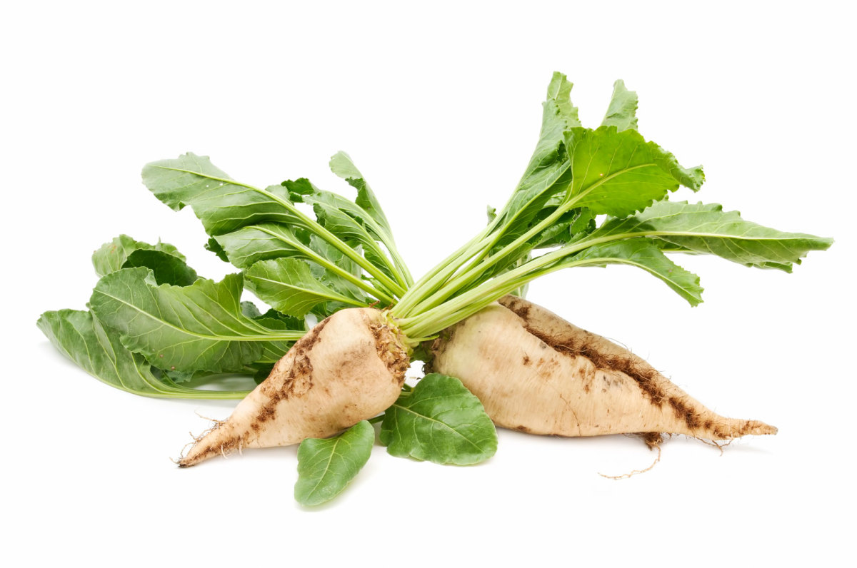 Sugarbeet plants were recognized as having valuable sweetening properties in the early 1700s. Today, they are used primarily for production of sucrose, a high-energy pure food that people crave.