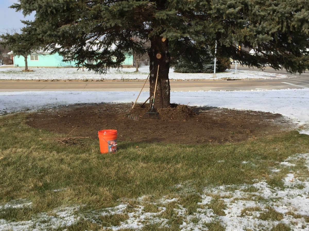 Why and When You Should Remove Tree Limbs Dengarden