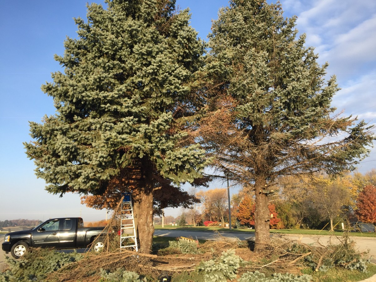 Why and When You Should Remove Tree Limbs Dengarden