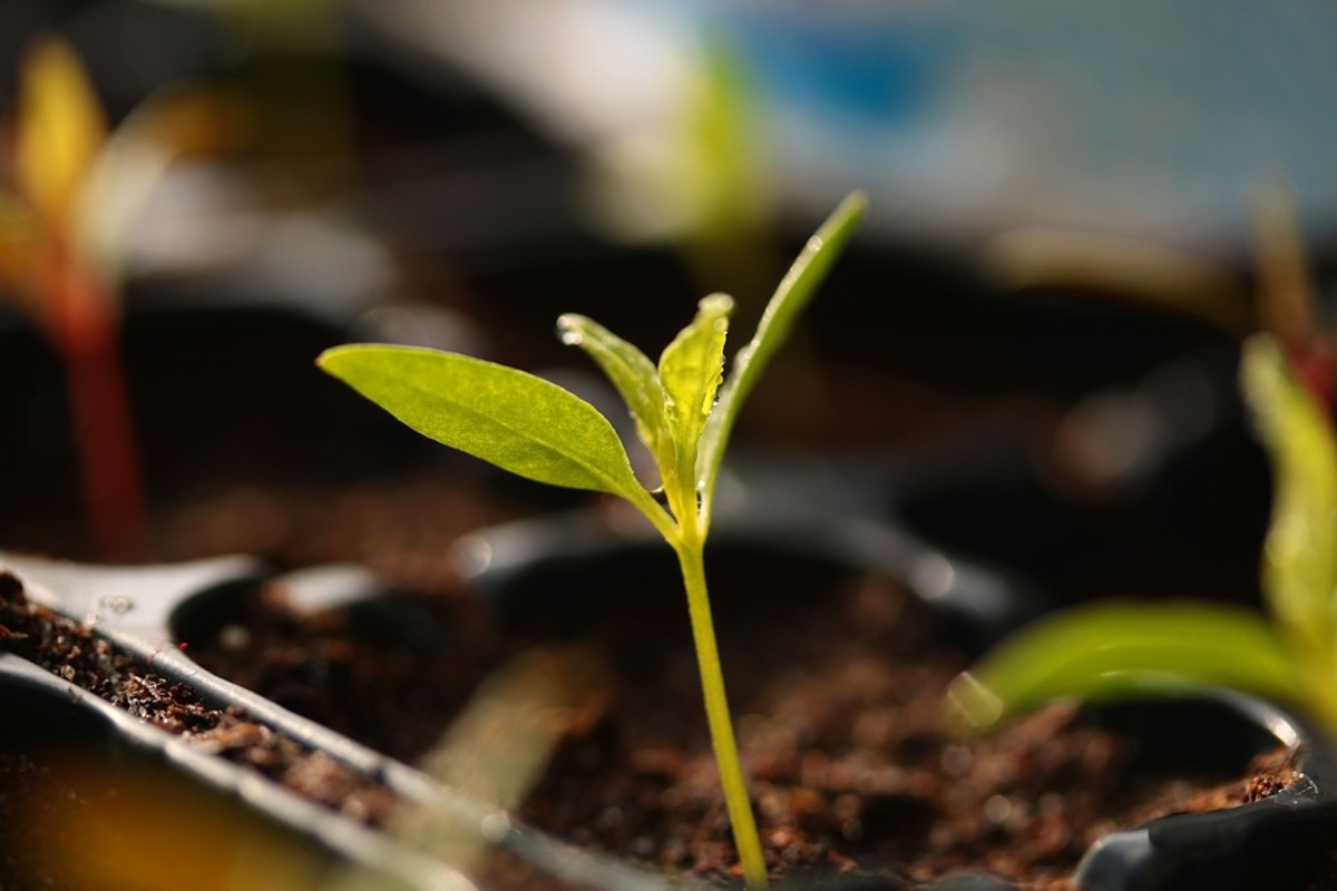 Using a Grow Light to Start Seeds Indoors