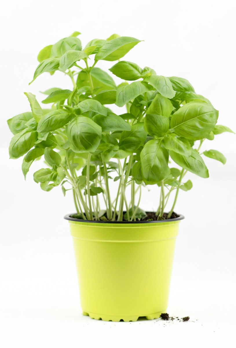 How to Grow Basil Indoors From Seed Dengarden