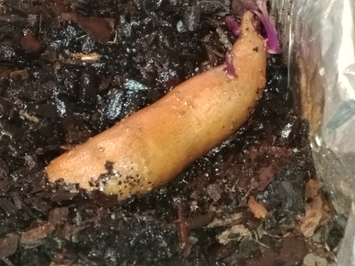 How to Grow Your Own Sweet Potatoes at Home - Dengarden ...