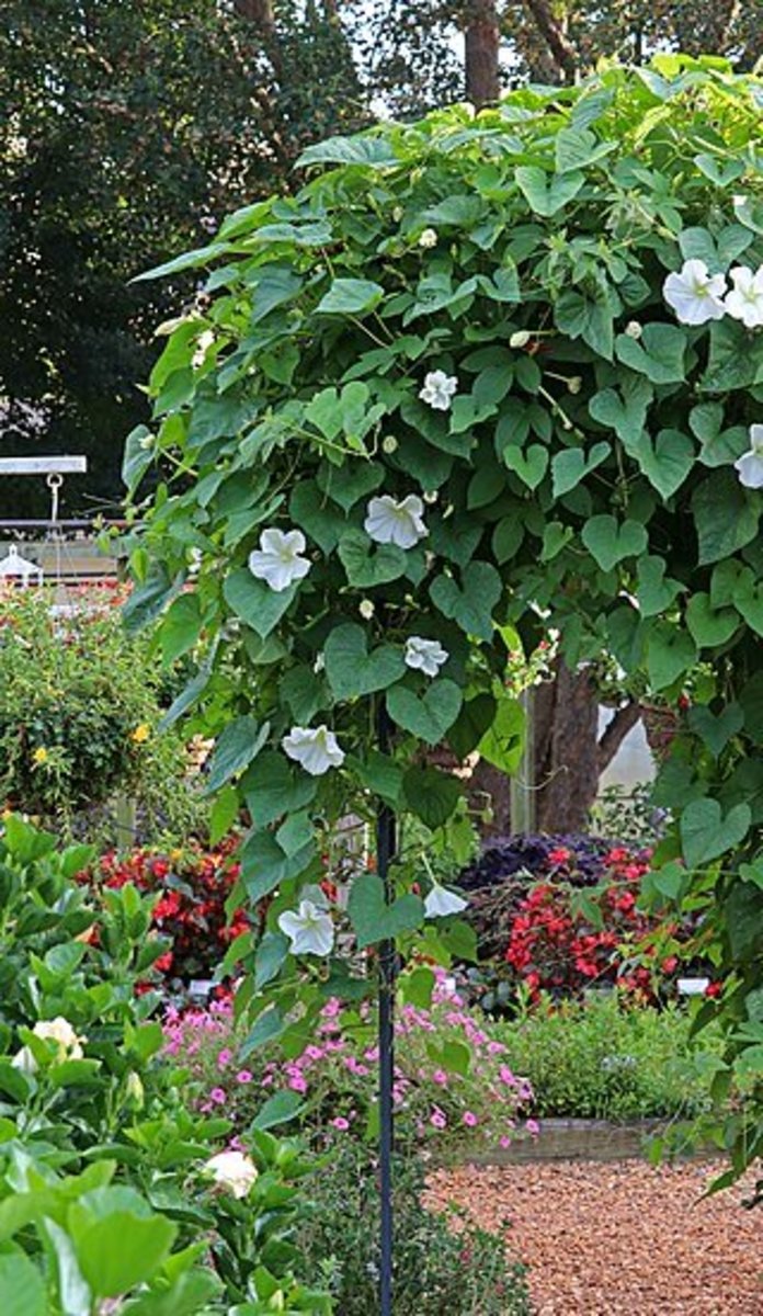 Moonflowers have heart shaped leaves.