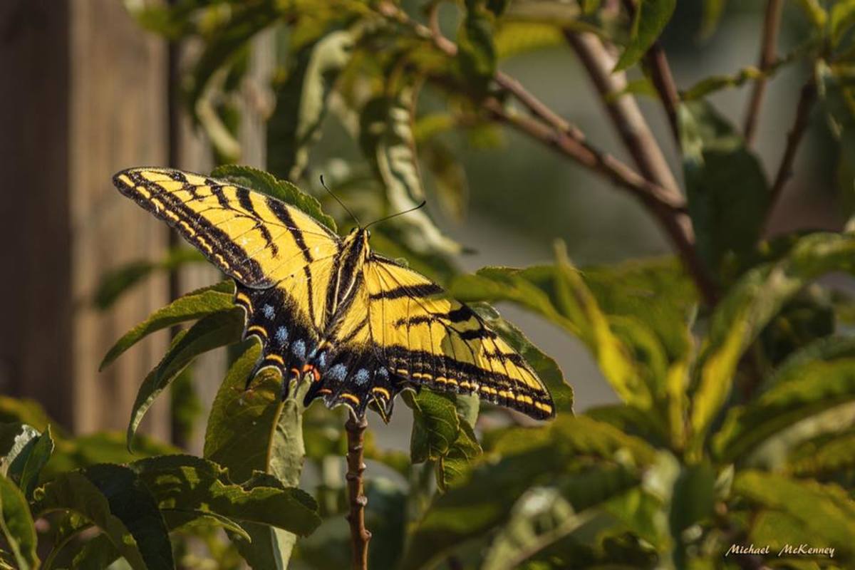 This eastern tiger swallowtail butterfly was patiently waiting for us to go back indoors so it could land on the hollyhocks planted nearby.  An adult butterfly has an average lifespan of about one month, so enjoy them while you can.