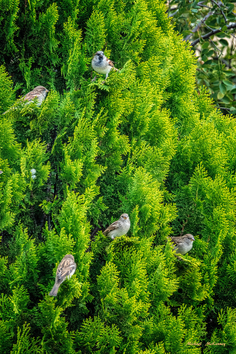 Create a Safe Haven for Birds by Planting a Leyland Cypress Tree