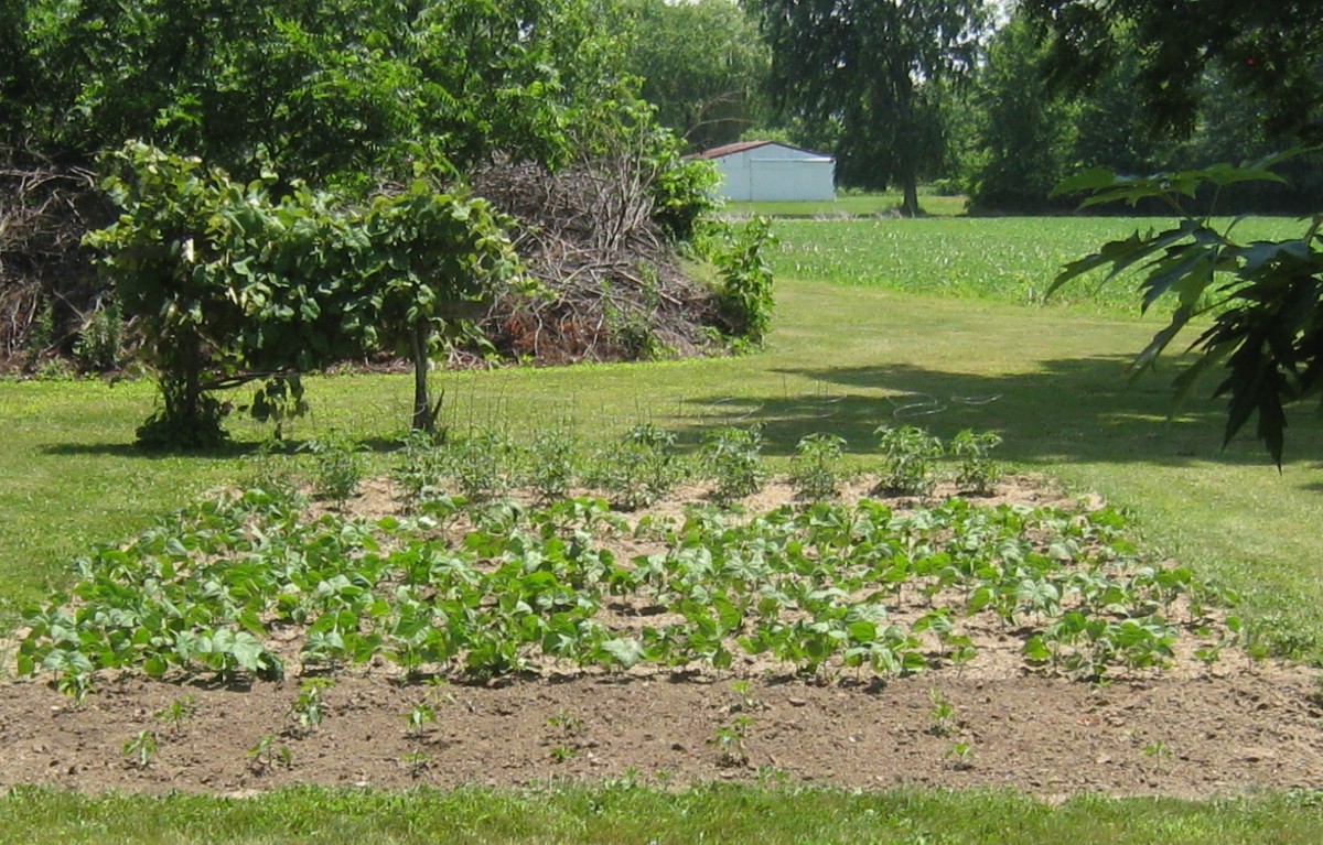 We enjoy fresh veggies every summer from our  Central Ohio gardens. 