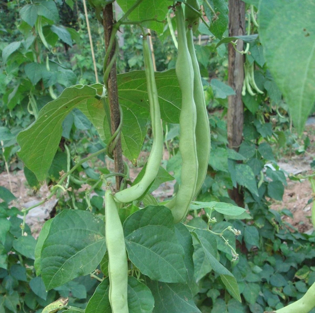 How to Grow Green Beans in Ohio - Dengarden