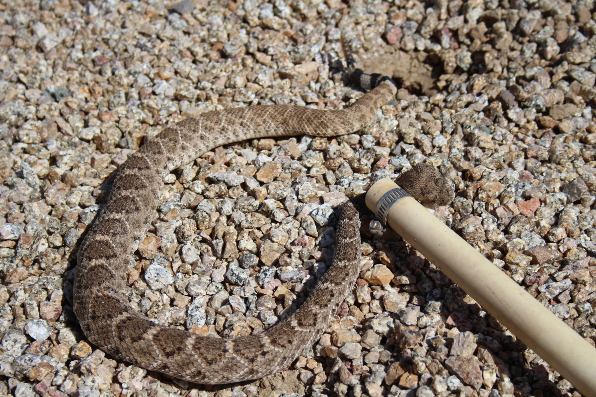 A Western Diamondback rattlesnake on the end of my pole.