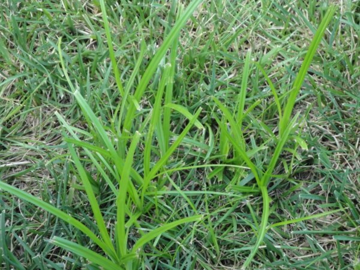 The 6 Most Common Lawn Weeds