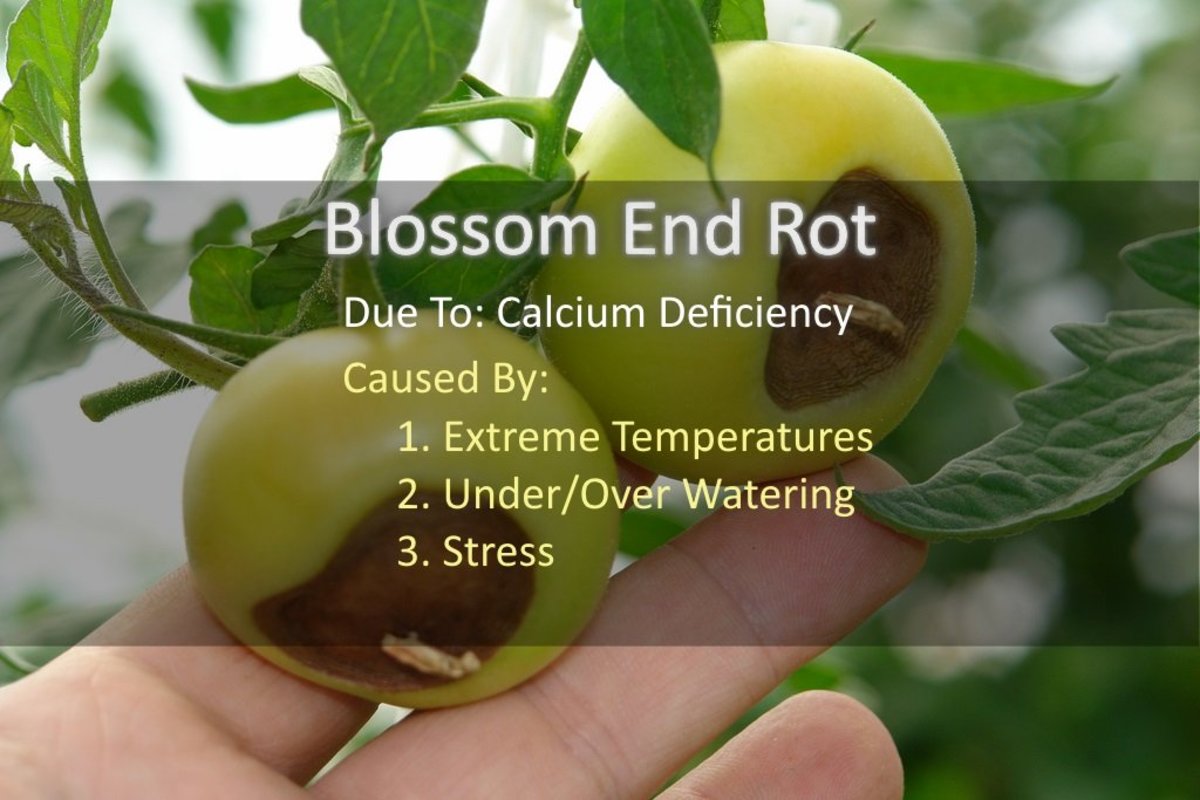 Tomato Blossom End Rot: What Causes It?