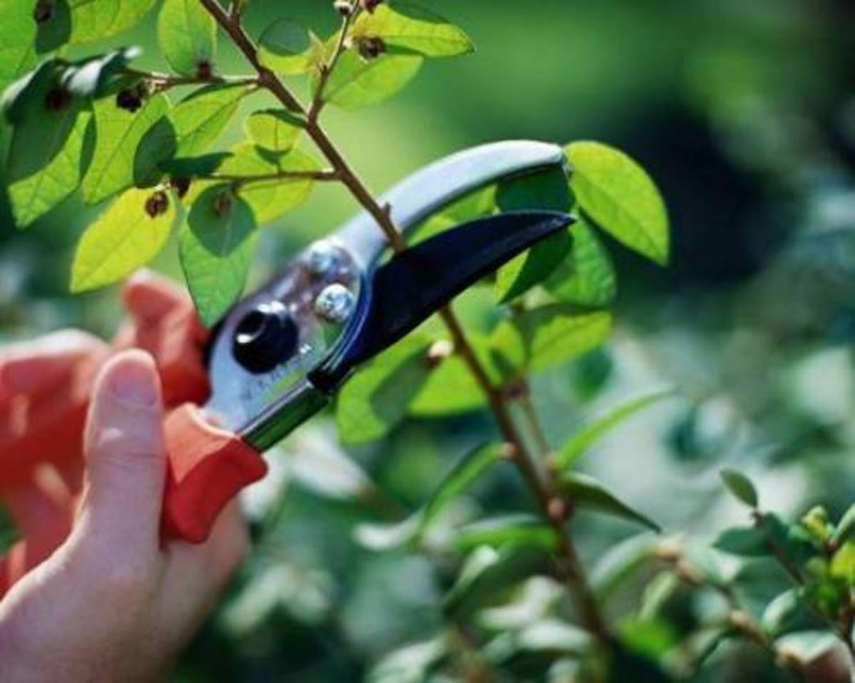 Trimming and pruning will keep your plants healthy and happy.