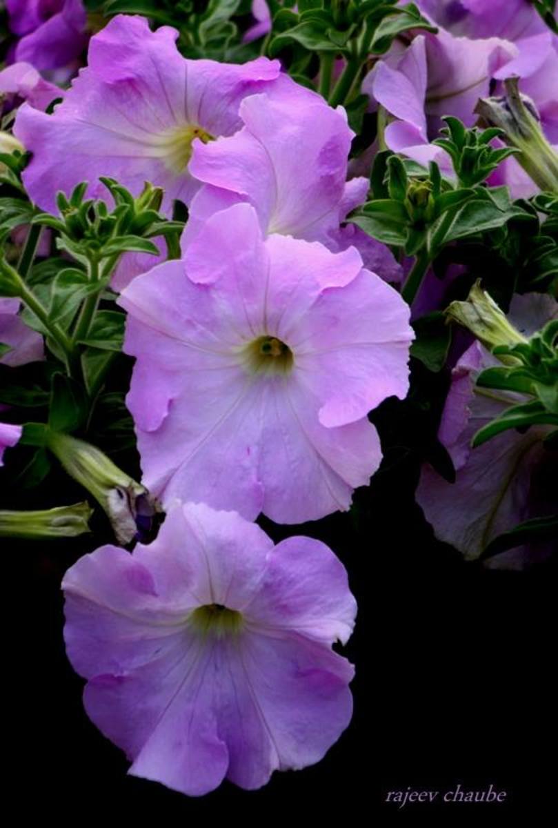 Any variety of petunia is beautiful, but to me they have always looked a lot like morning glories (like the ones here).  Over the years, however, newer varieties have given them an updated look.