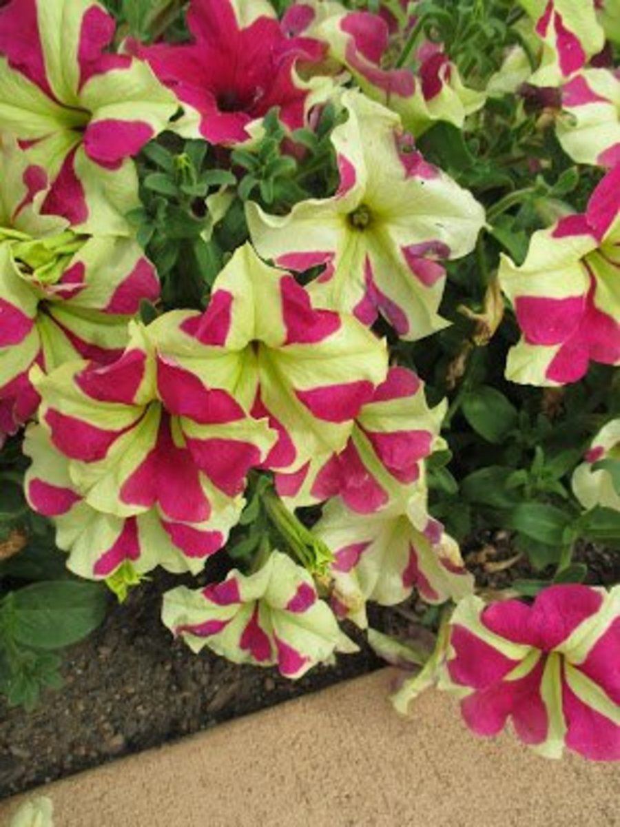 How to Grow Fragrant Petunias! Dengarden