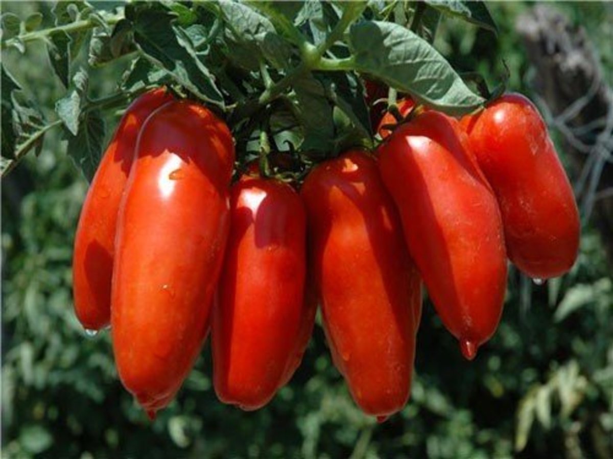 What Are the Best Tomato Varieties to Grow for Making Sauces?