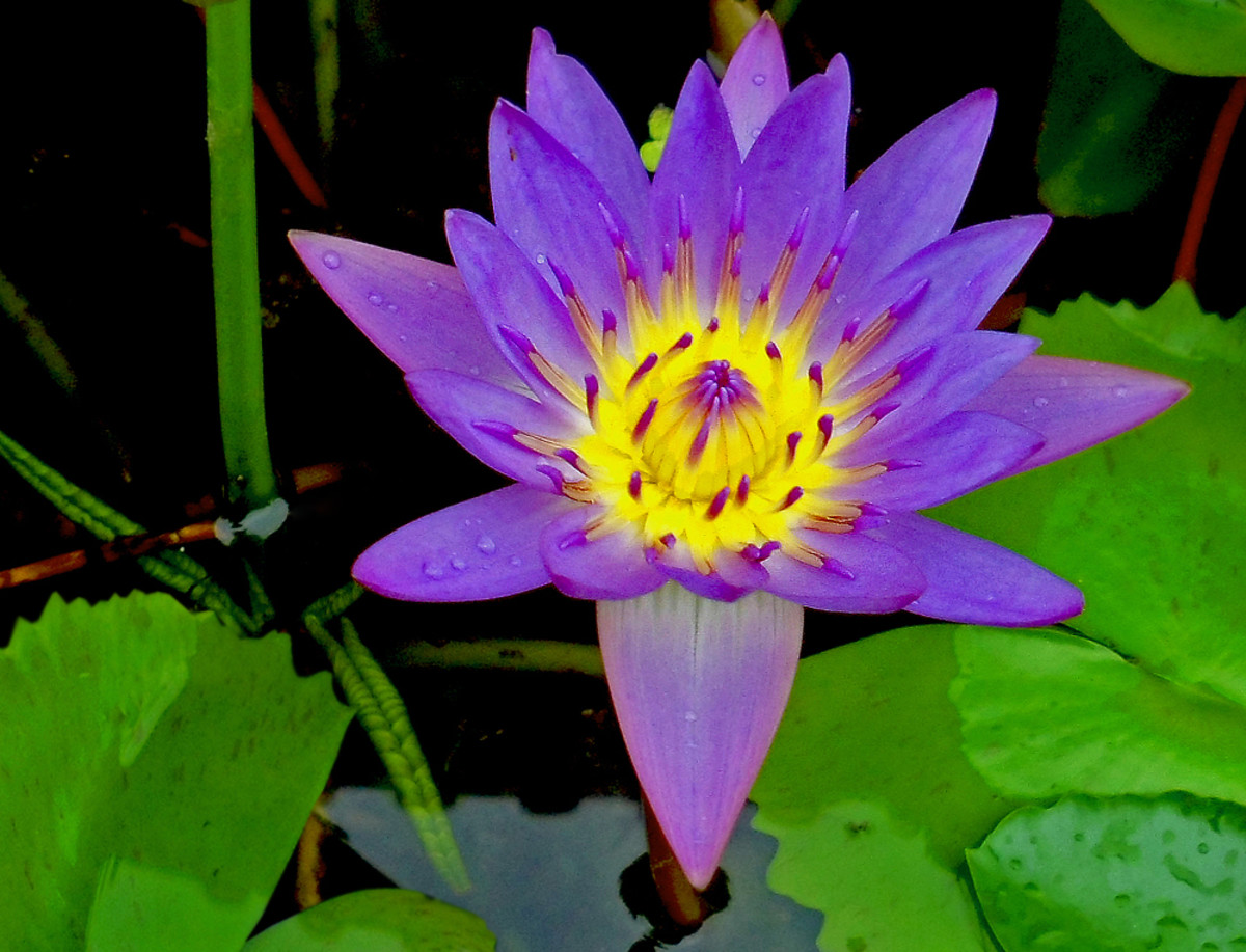 Waterlily (Nymphaea sp.) attracts bees and dragonflies to a water garden.