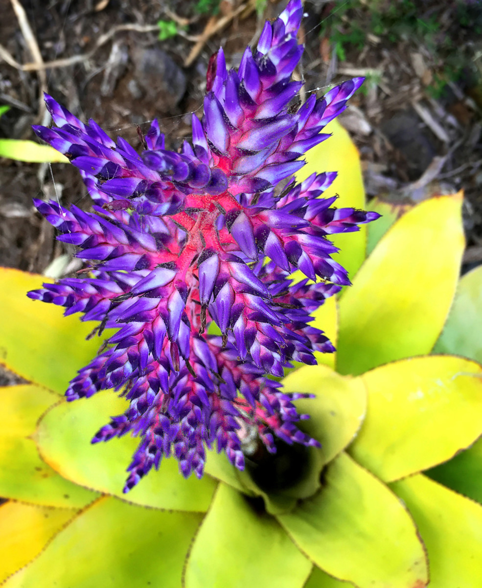 Bromeliad 'Blue Tango' produces a tall flower stalk with grape color blossoms.