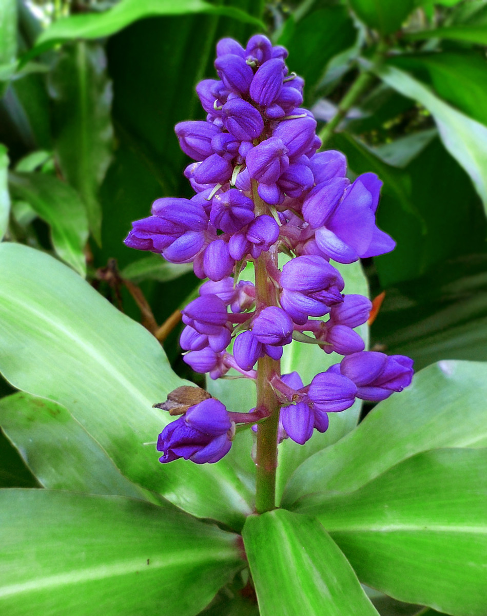 Blue Ginger (Dichorisandra thyrsiflora) loves moist, shady areas. Its bluish purple blooms make long-lasting cut flowers.