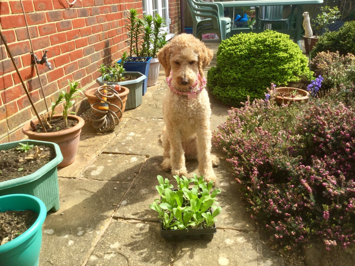 My labradoodle considers a tray of annual bedding plants.