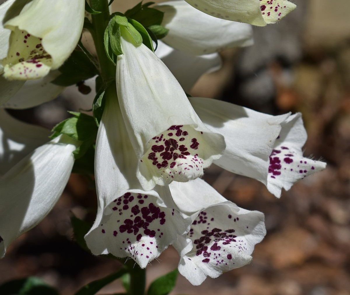 White floxgloves.  Bees follow the spots inside the flowers to the pollen that they seek.
