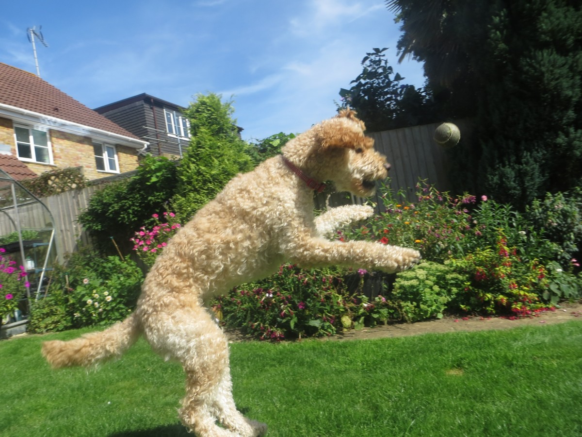 Top 5 Sturdy Garden Plants for Dog Owners Dengarden