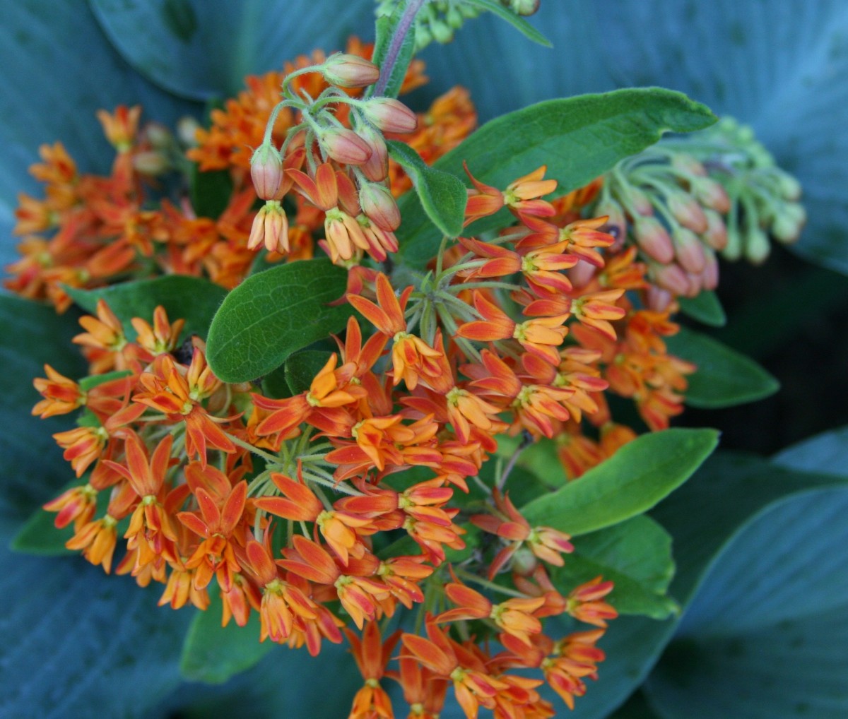 As the name implies, Butterfly weed attracts butterflies and other winged insects to your yard.