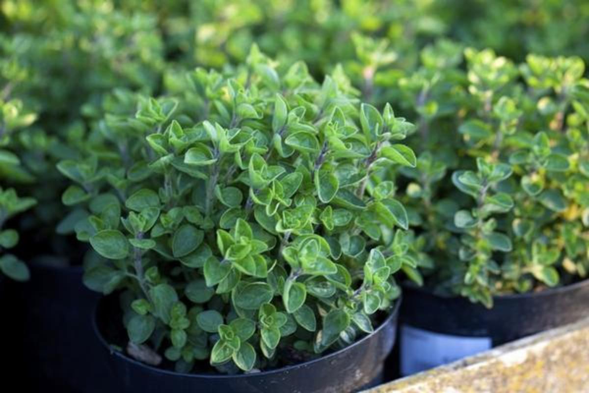 Greek oregano that is the easiest variety to grow inside and outside.