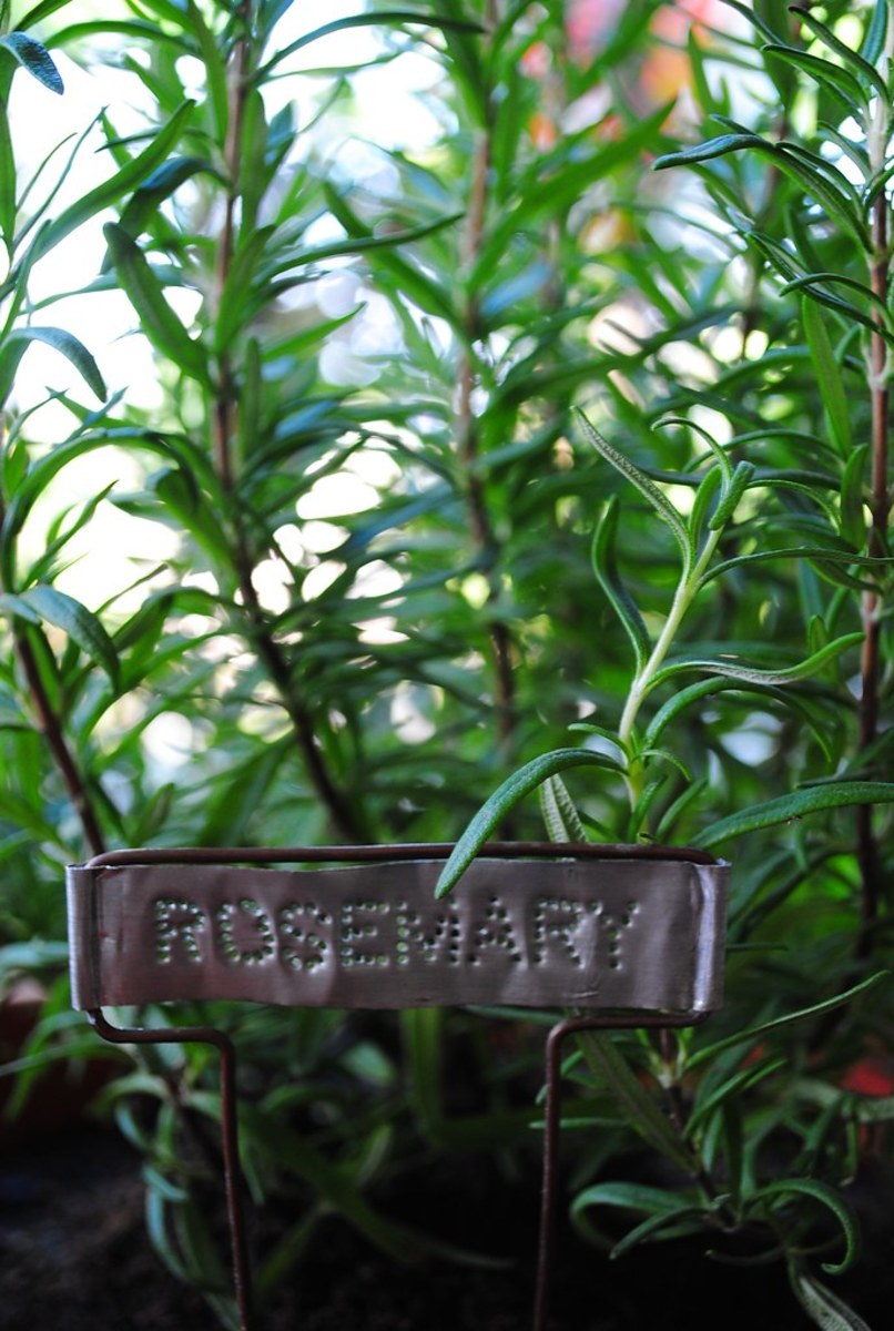 Sitting on a sunny windowsill, rosemary has a wonderful fragrance that permeates through the room.